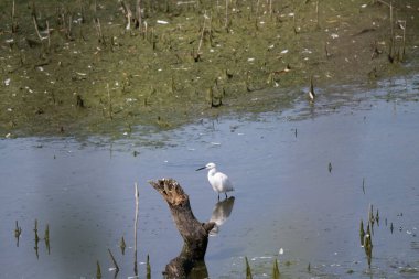 Parktaki nehirde Akbalıkçıl.
