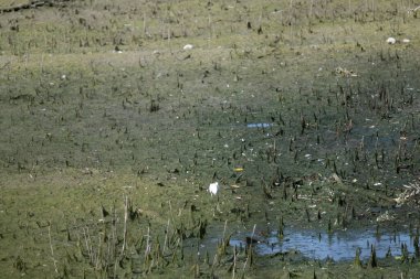 # Gölün kıyısında yeşil yosunlar #.