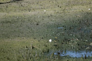 Bir havuzda yeşil algler