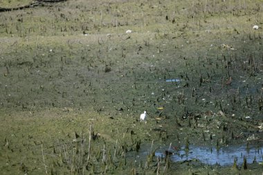 Göldeki yeşil çimlerin yakın çekimi.