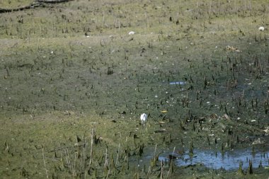 Bataklıkta bataklık