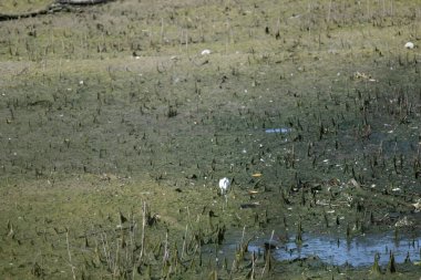 Bir gölette küçük bir gölet, bir sürü yeşil yaprak ve küçük bir kuş..