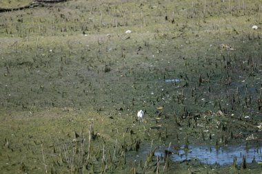 Ormandaki yeşil gölet.