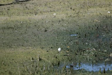 su yüzeyinde küçük balıklar