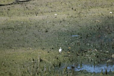Gölün ortasında küçük bir kuş.