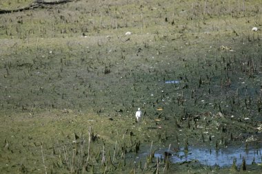 Yeşil çimenli su yüzeyi