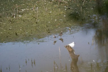 Beyaz balıkçıl (ardea cinerea), Dublin, İrlanda