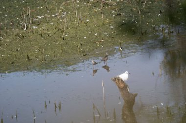 beyaz balıkçıl (egretta garzetta )