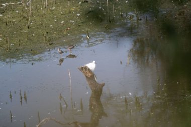 Beyaz balıkçıl gölette