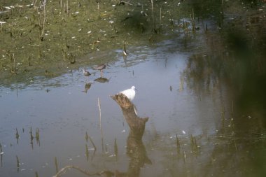 Gölette yüzen beyaz kuğu.