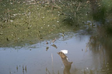 Beyaz kuğu gölde uçuyor..