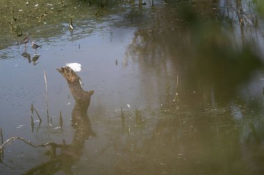 Gölde yüzen beyaz bir ördek.