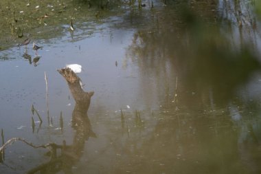 Küçük kuşlu beyaz su yüzeyi