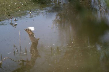 Güzel göl manzarası