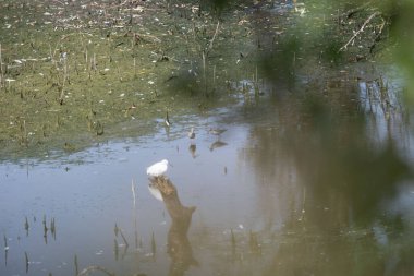 Göl beyaz ak balıkçıl