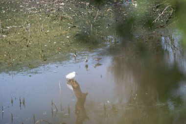 Ormandaki gölde beyaz kuğu
