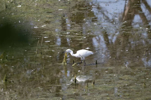 Su beyaz ak balıkçıl