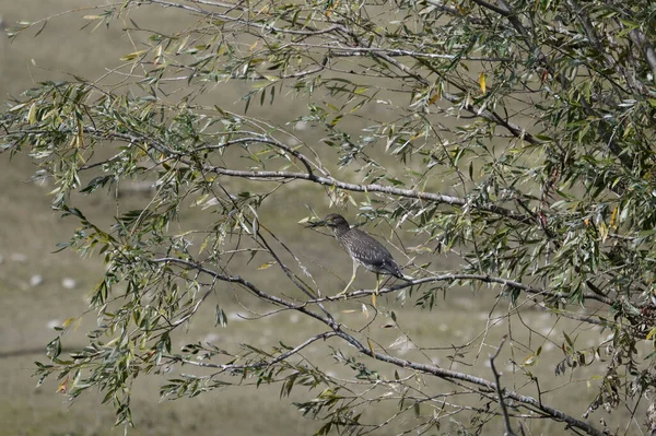 Doğada ağaçtaki kuş