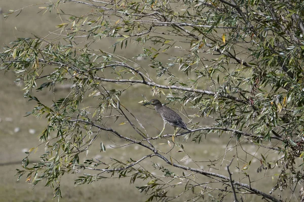 Ağacın dalında bir kuş