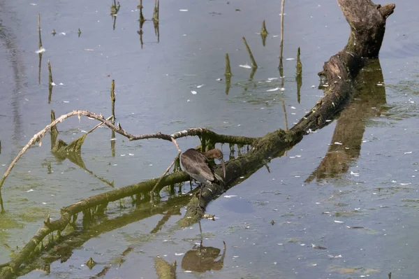 Göldeki bir kuşun yakın çekimi.