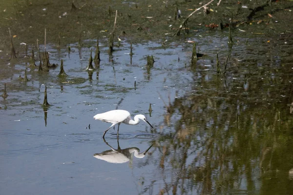 beyaz balıkçıl (egretta garzetta )
