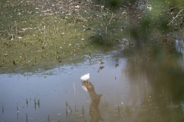 Sudaki beyaz balıkçıl