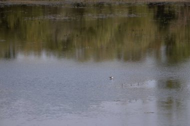 Göldeki güzel kuş