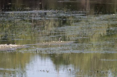 Küçük beyaz ördekler gölette yüzüyor.