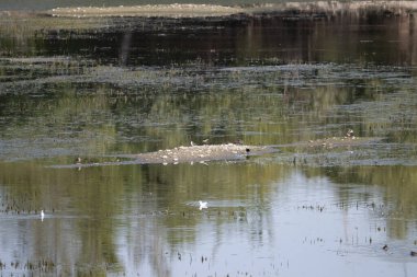 Sudaki bir martı sürüsü.