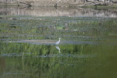 Akbalıkçıl (egretta alba )