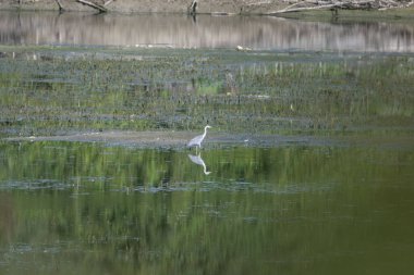 Beyaz balıkçıl (egretta thola) doğal yaşam alanında