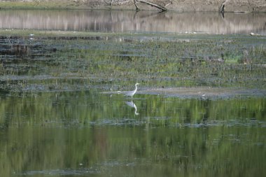 Sudaki beyaz balıkçıl