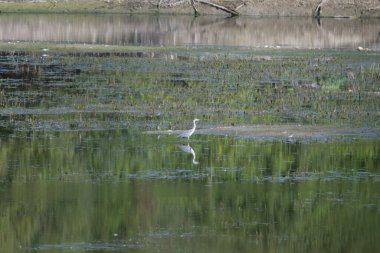 Güzel bir kuş manzarası
