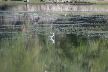 Sudaki beyaz balıkçıl