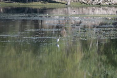 Göldeki beyaz kuşun güzel bir görüntüsü.