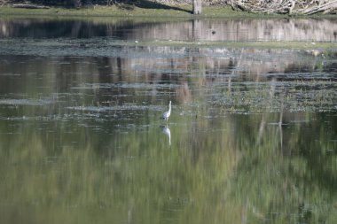 Ağaçlarla çevrili bir göldeki beyaz ördeğin dikey görüntüsü.