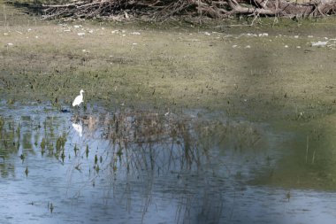 Göldeki küçük balıkçıl (egretta garula)