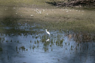 Parktaki gölün suyunda beyaz balıkçıl.