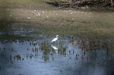 Kışın gölde bir kuş.