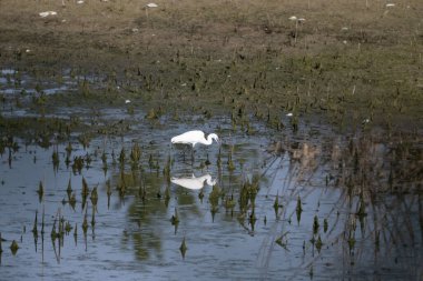 Gölette beyaz kuğu