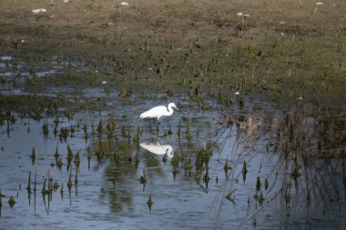 Beyaz bir kuşun yakın çekimi.