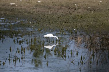 Sudaki beyaz balıkçıl