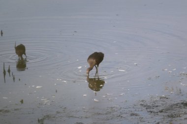 Sudaki bir kuşun güzel bir görüntüsü.