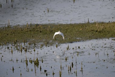 beyaz balıkçıl (egretta thzetta )
