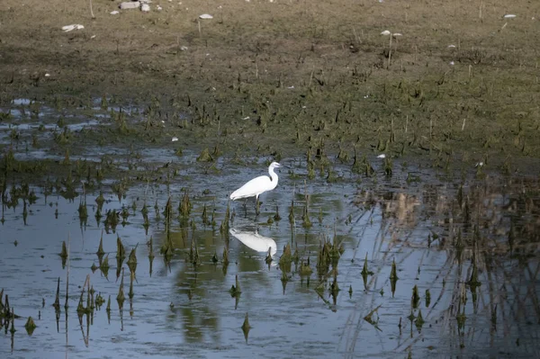 Akbalıkçıl gölde suyun içinde duruyor..