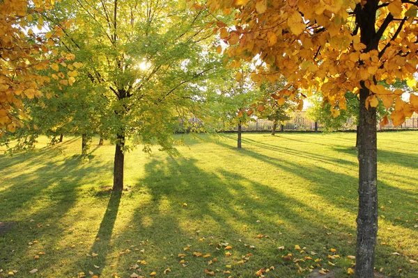 Autumn sun breaks through the leaves of lime trees.