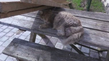 Masada bahçesinde kedi uyur