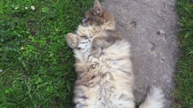 Oyun oynayan kedi yolda yalan