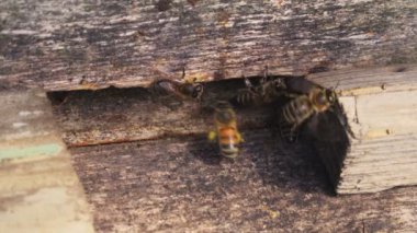 Arıların kovan üzerinde Kapat