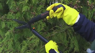 Bahçıvan kesme hedge yakın çekim